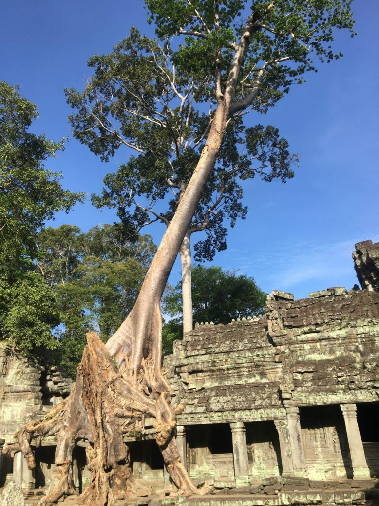 angkor archaelogical park tree roots Siem Reap backpacking cambodia 