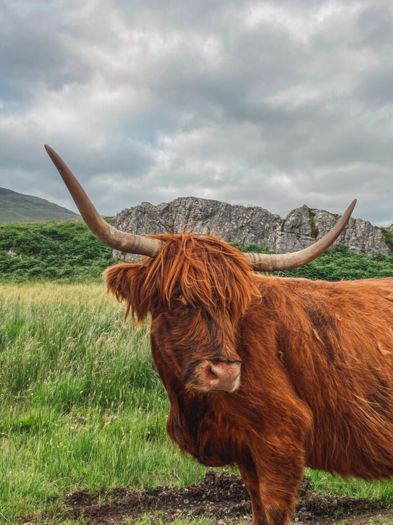 Highland cow Scottish Highlands Isle of Mull scotland wildlife reasons to visit scotland